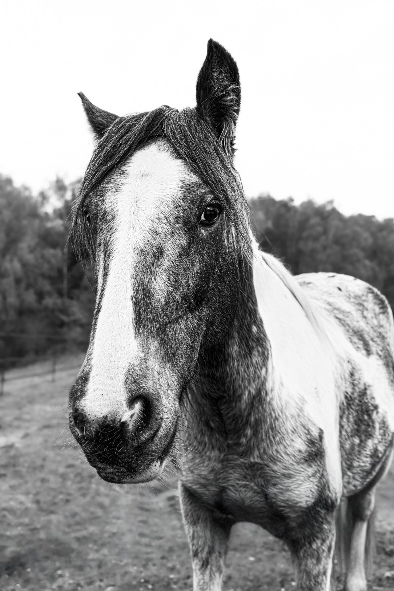 Les Chevaux
