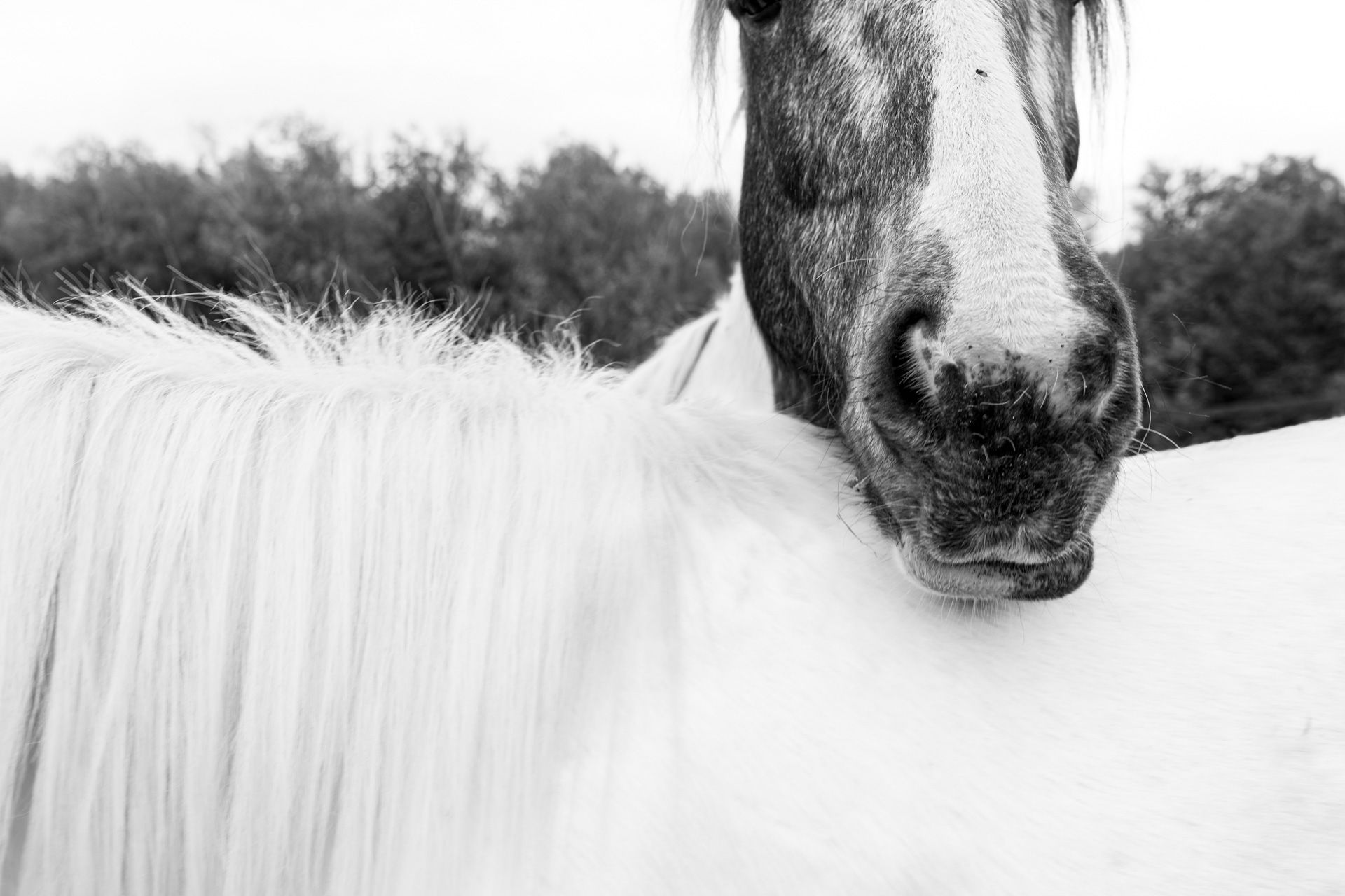Les Chevaux
