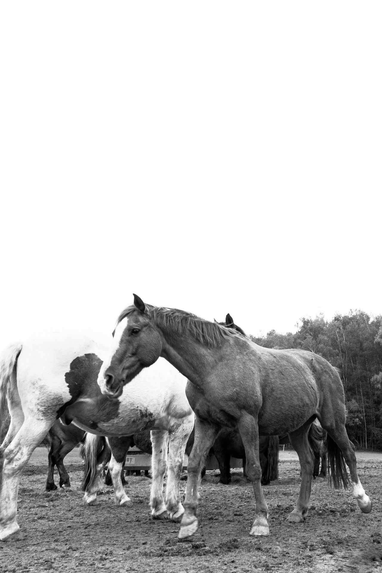 Les Chevaux