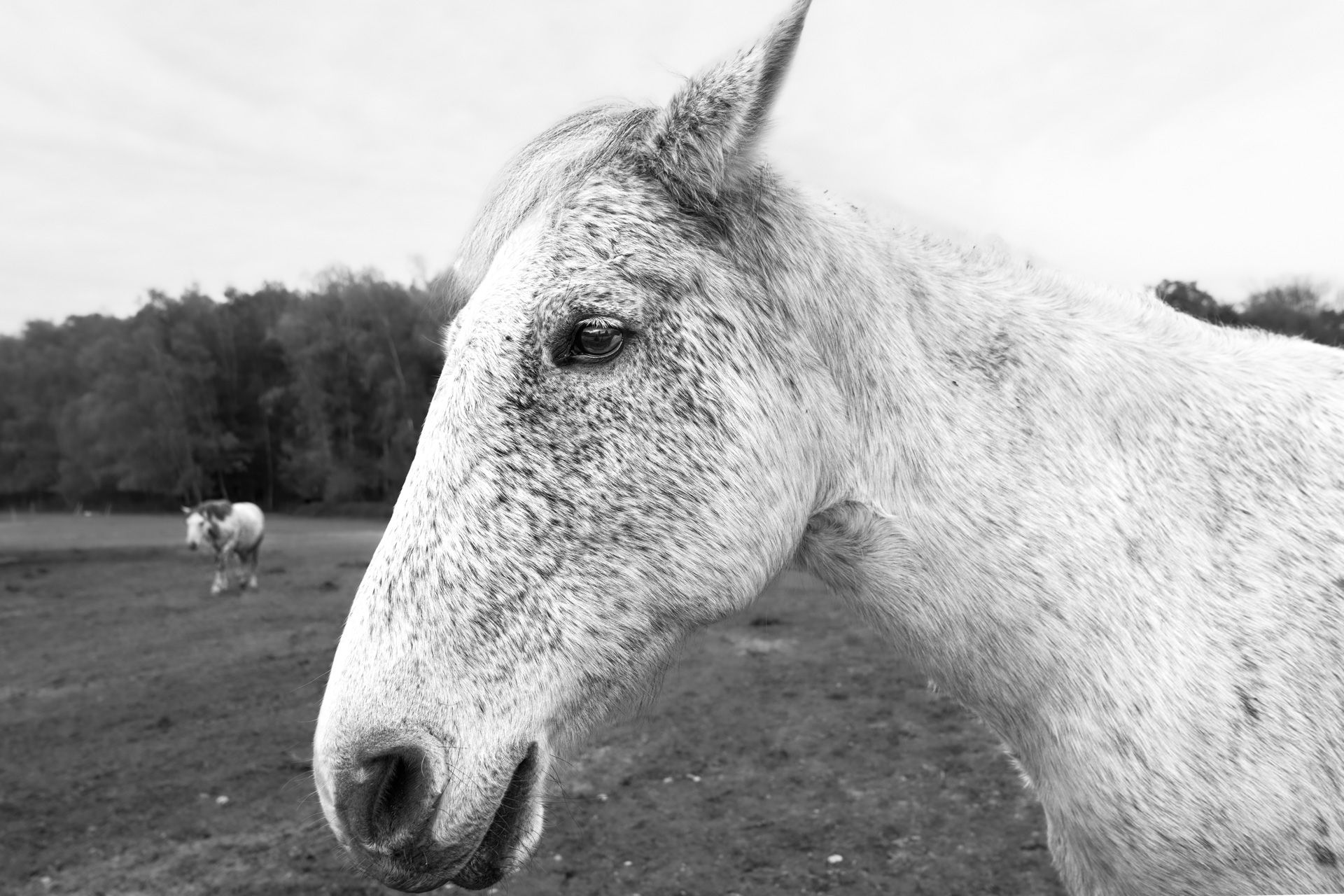 Les Chevaux