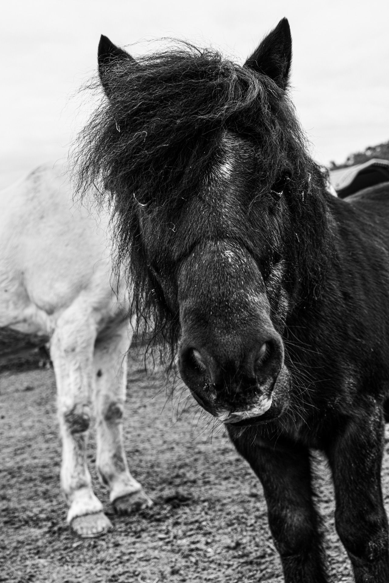 Les Chevaux